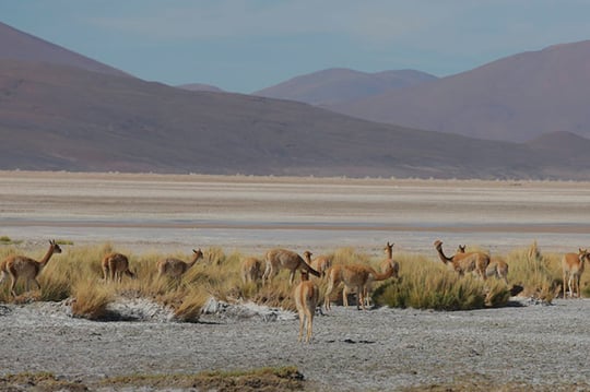 Consejo-Minero-se-reune-ministra-de-Medio-Ambiente-llamas